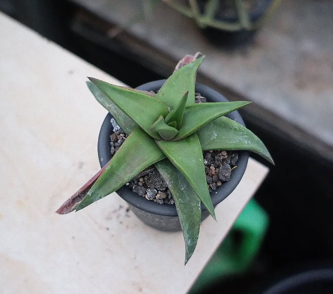 Aloe inermis 无齿芦荟 - 23h8 爱生活吧！