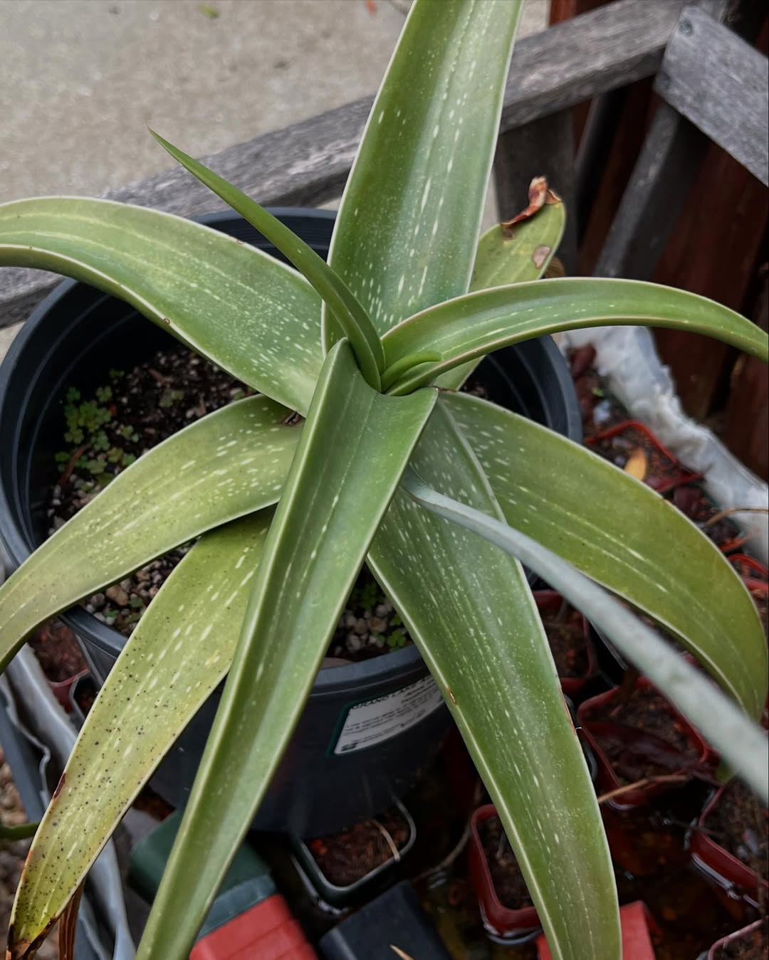 Aloe inermis 无齿芦荟 - 23h8 爱生活吧！