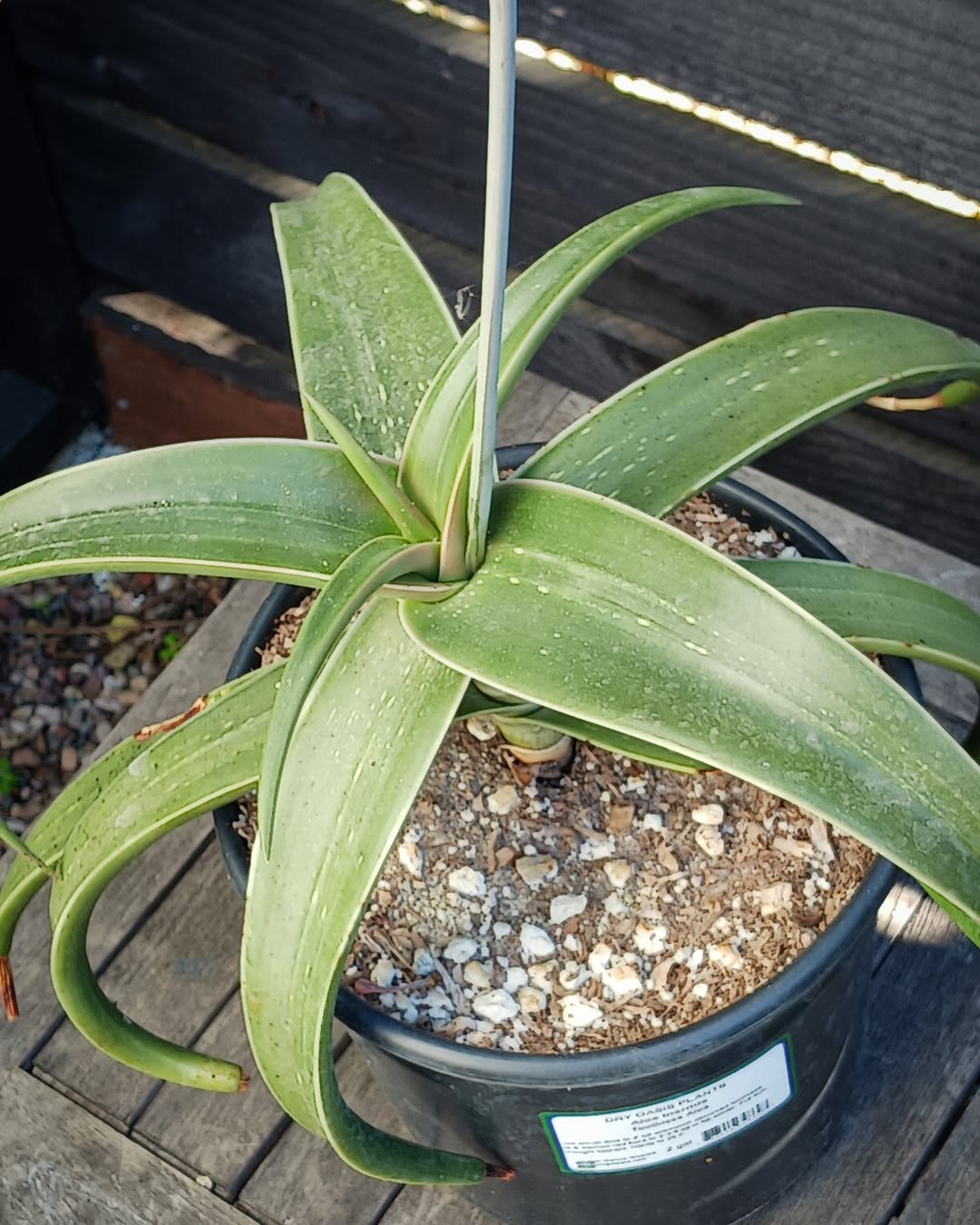 Aloe inermis 无齿芦荟 - 23h8 爱生活吧！
