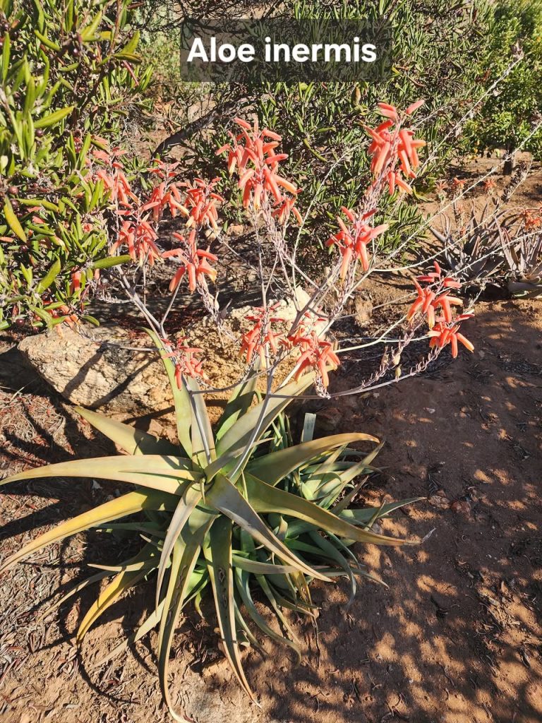 Aloe inermis 无齿芦荟 - 23h8 爱生活吧！