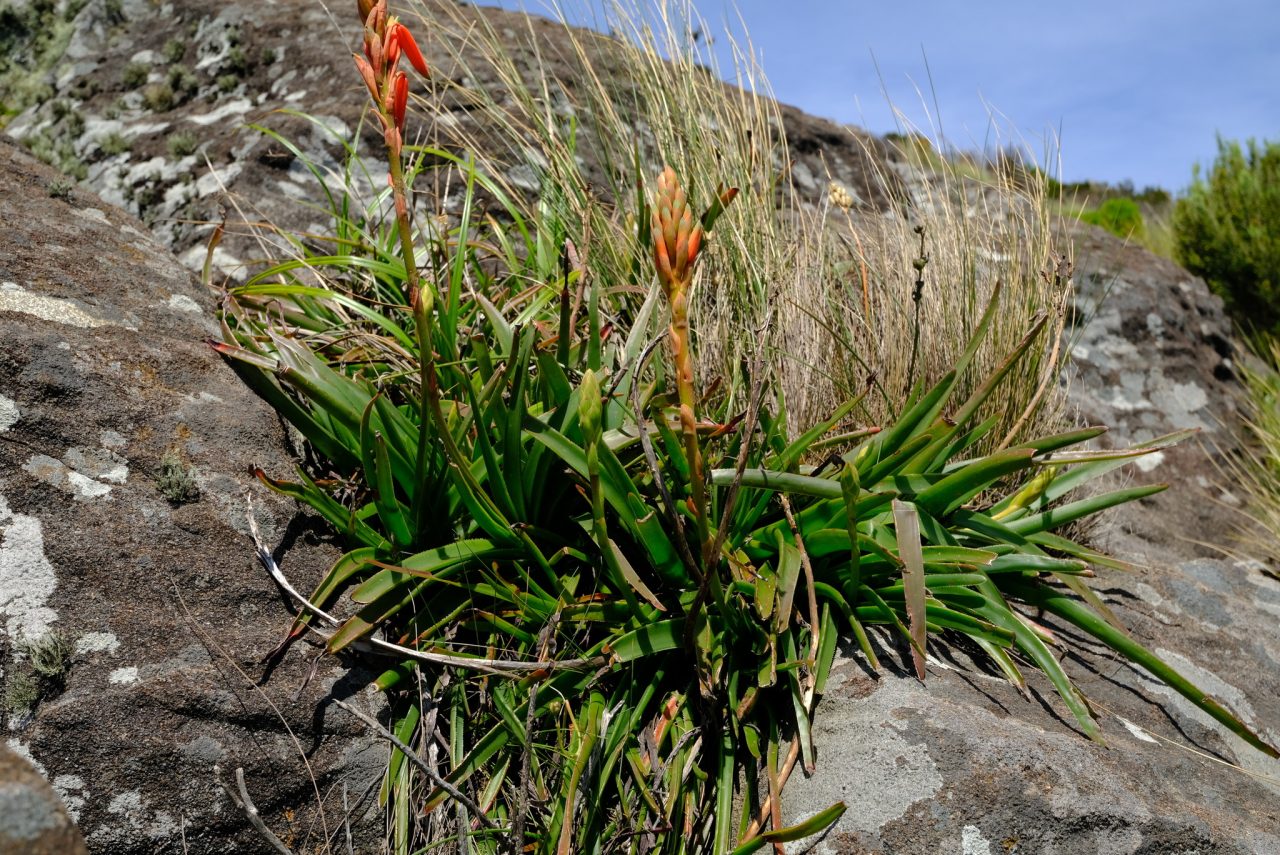 Aloe inyangensis- 23h8