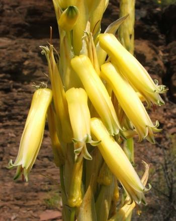 Aloe-kamnelii-flws