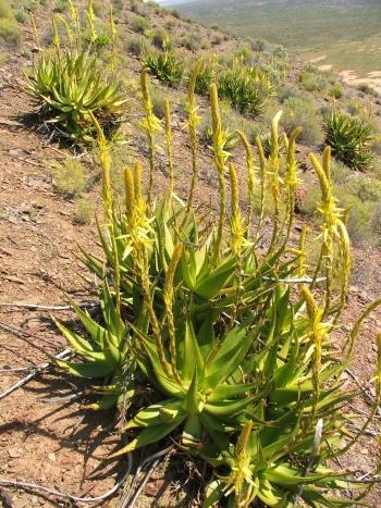 Aloe-kamnelii-inhab