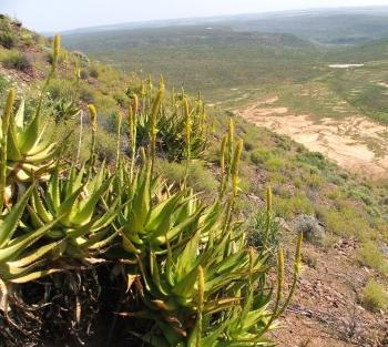 Aloe-kamnelii-inhabitat