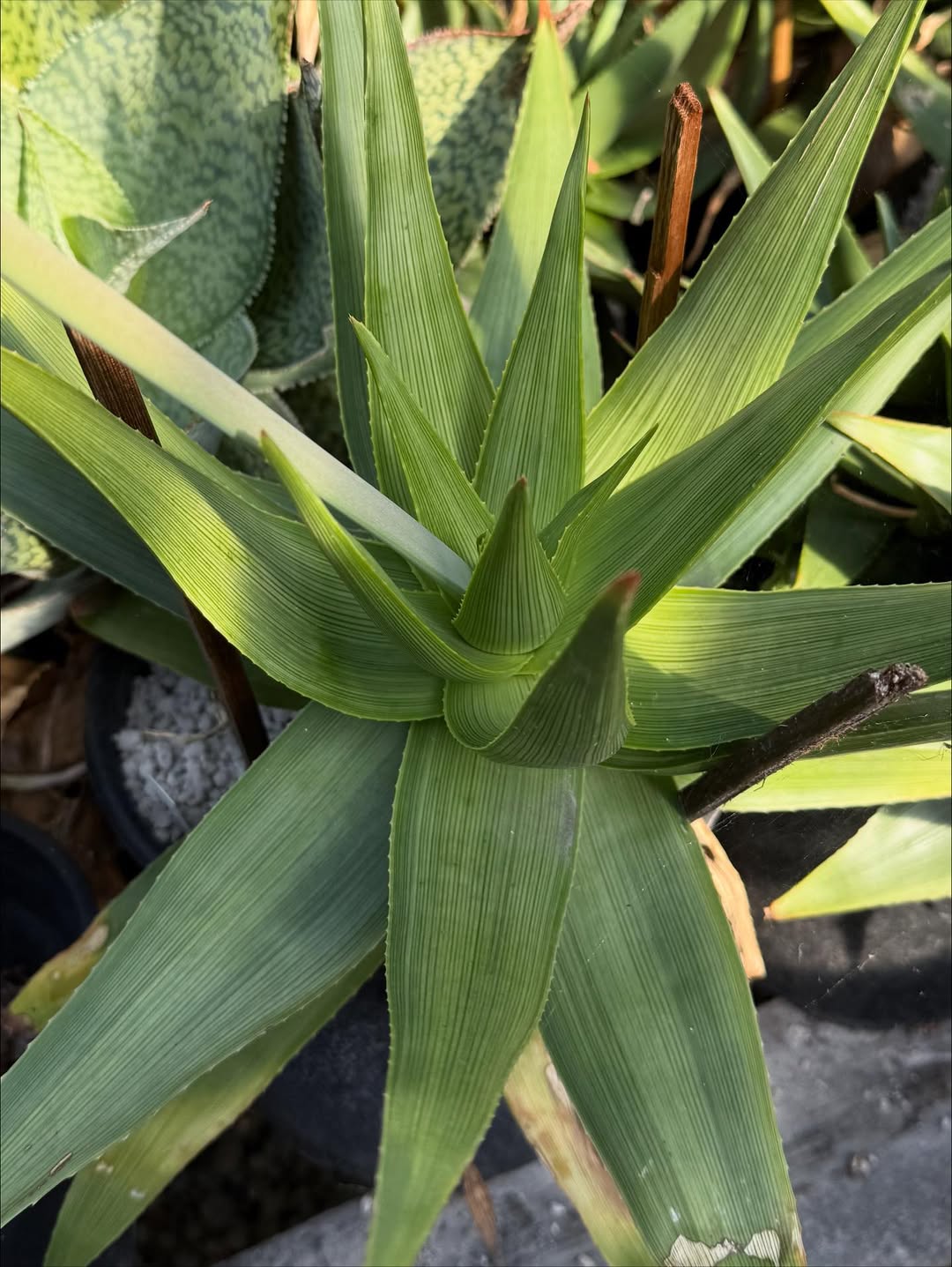 aloe vera für gesicht FAUN Aloe Vera Gel