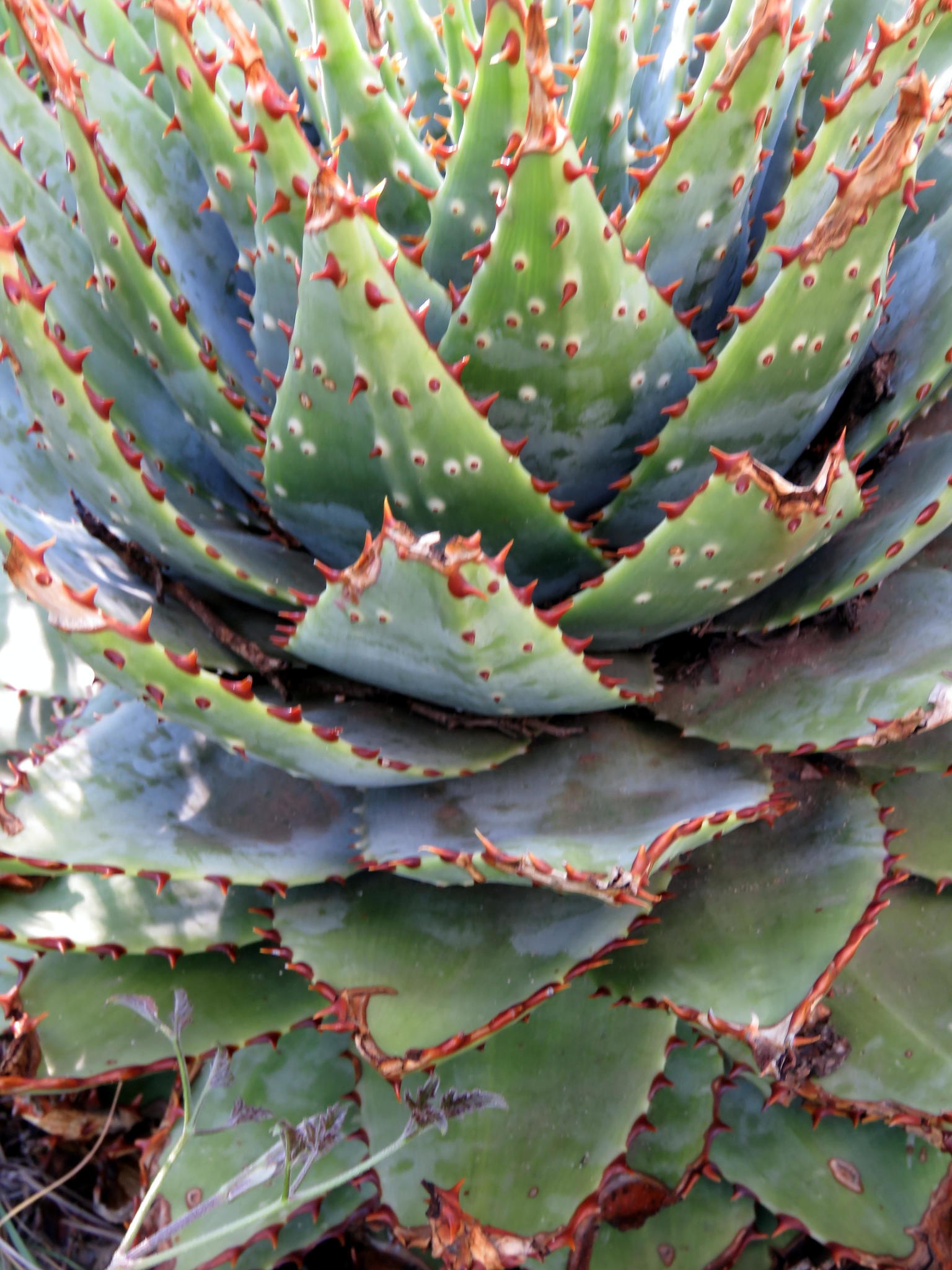 aloe vera gel pulver Santaverde