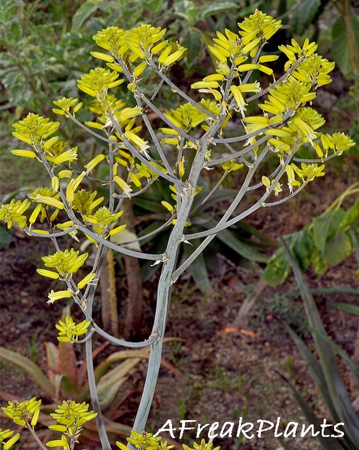 Aloe ruspoliana - 23h8