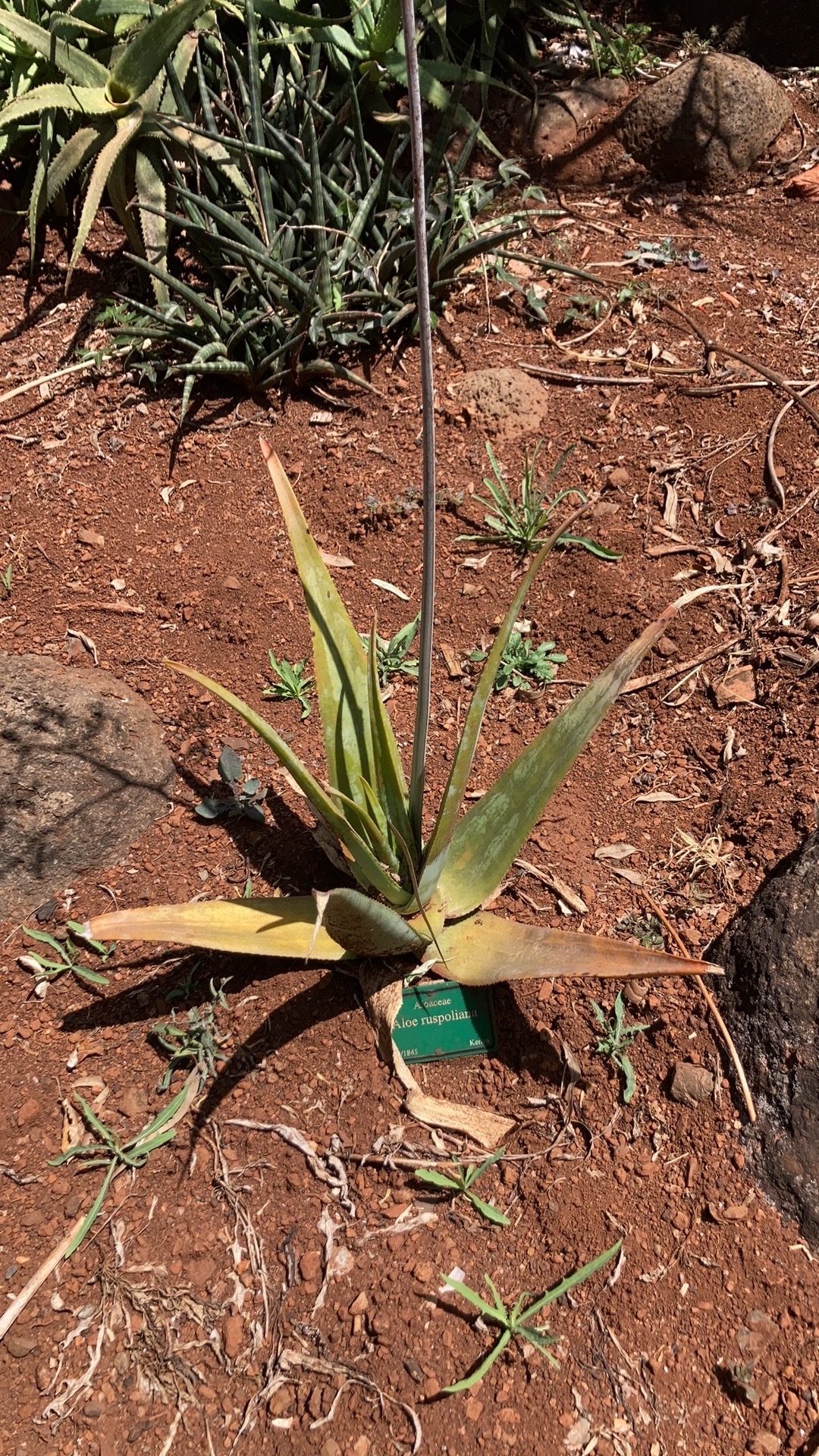 Aloe ruspoliana - 23h8