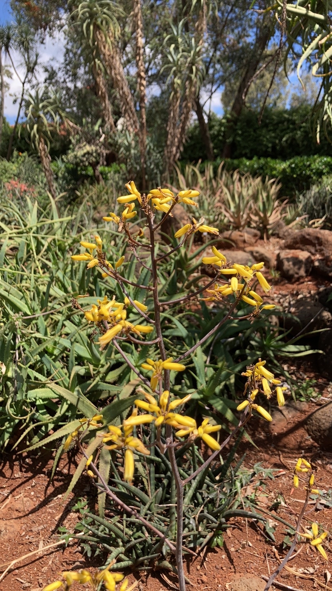 Aloe ruspoliana - 23h8