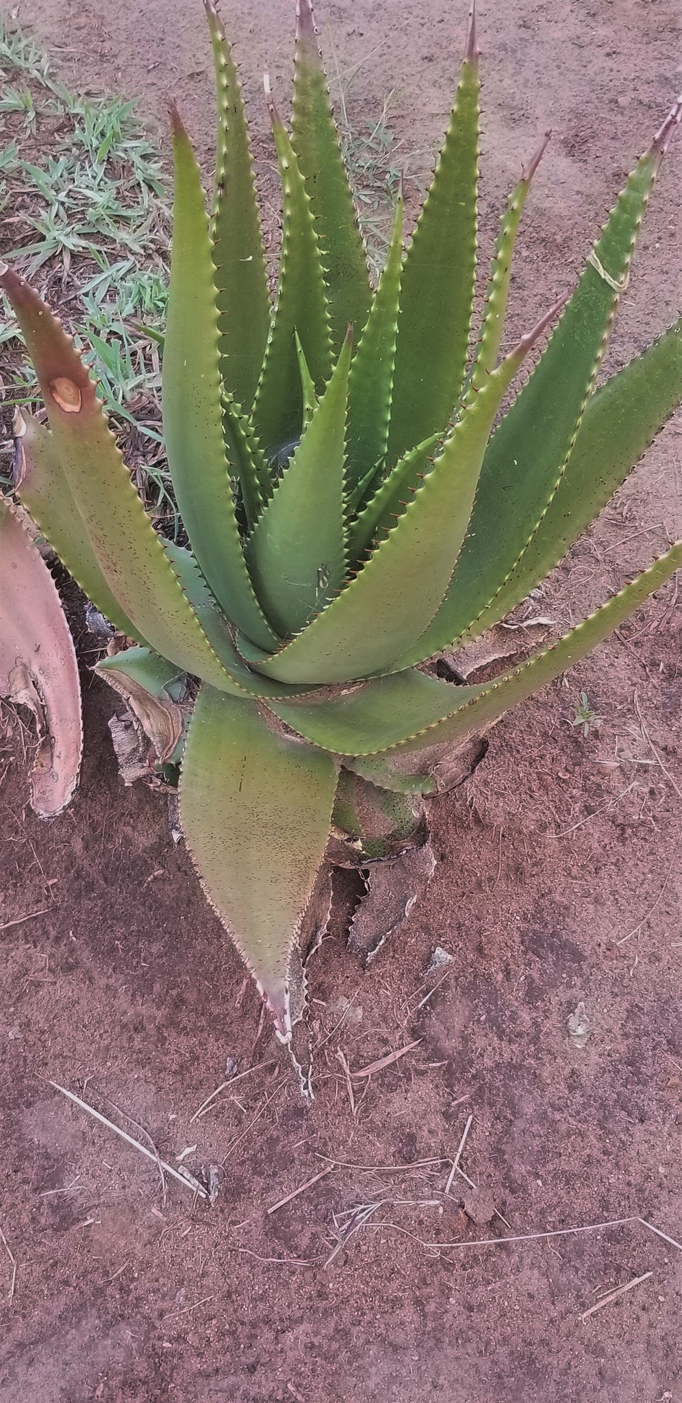 Aloe secundiflora- 23h8