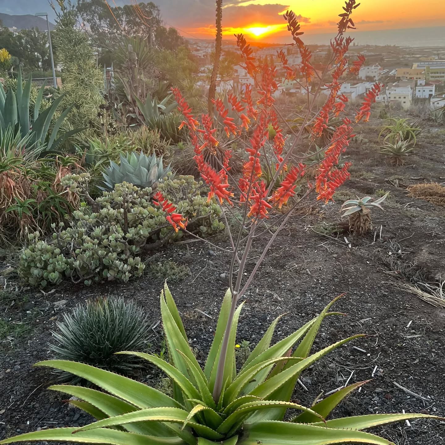 Aloe secundiflora- 23h8