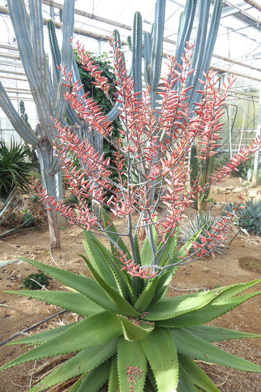 Aloe secundiflora- 23h8