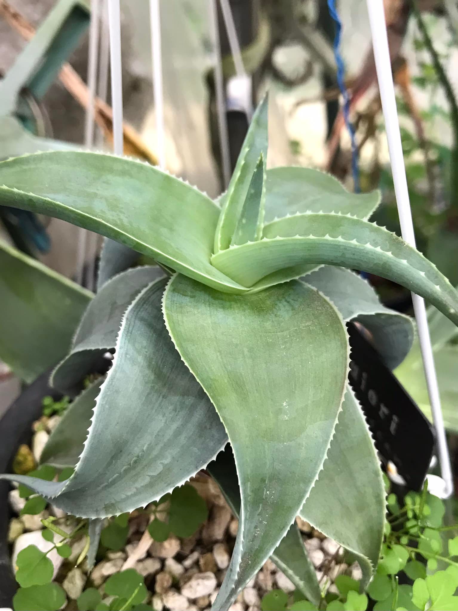 aloe vera gel reddit Aloe Vera Gelly main image 1