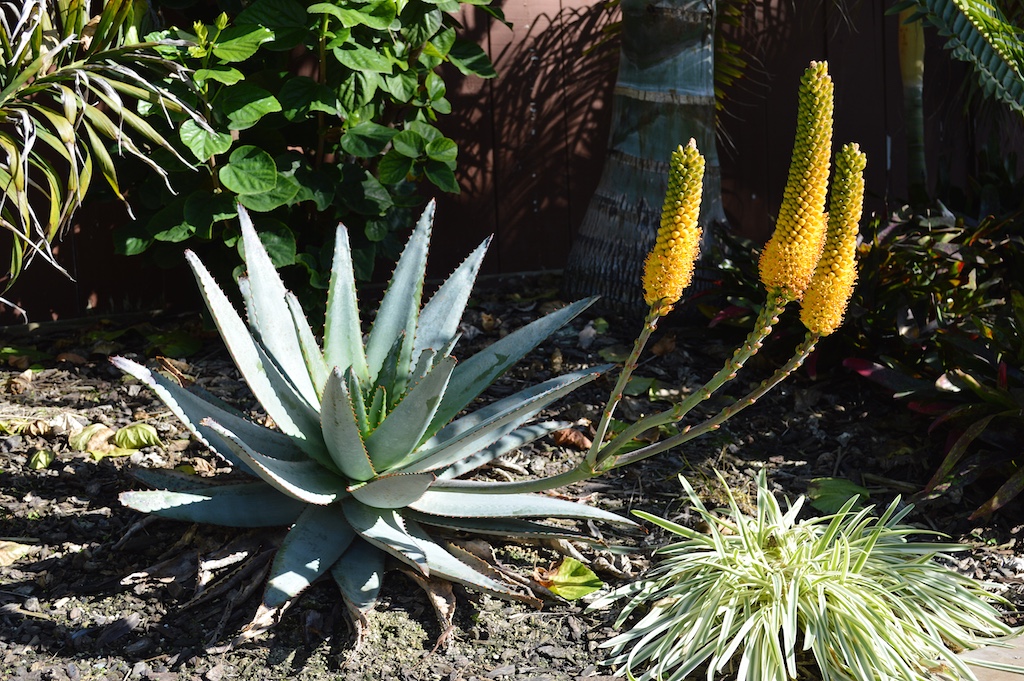 aloe-betsileensis-flower-spike aloe-betsileensis-flower-spike