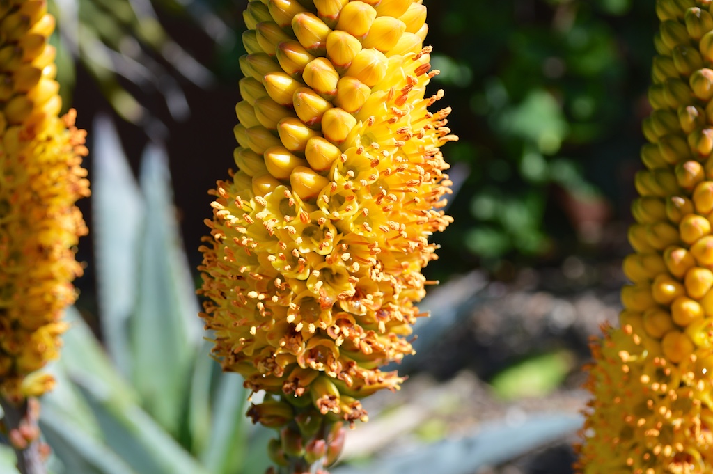aloe-betsileensis-flower aloe-betsileensis-flower