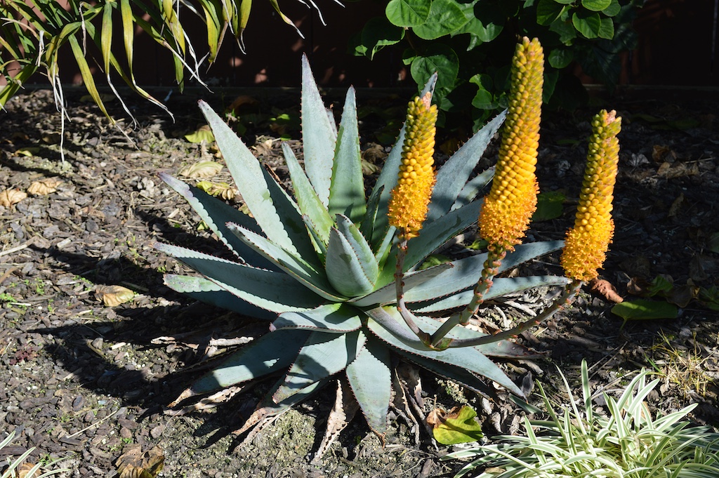 aloe-betsileensis-flowering aloe-betsileensis-flowering