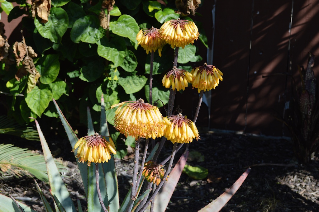 aloe-capitata-flower aloe-capitata-flower
