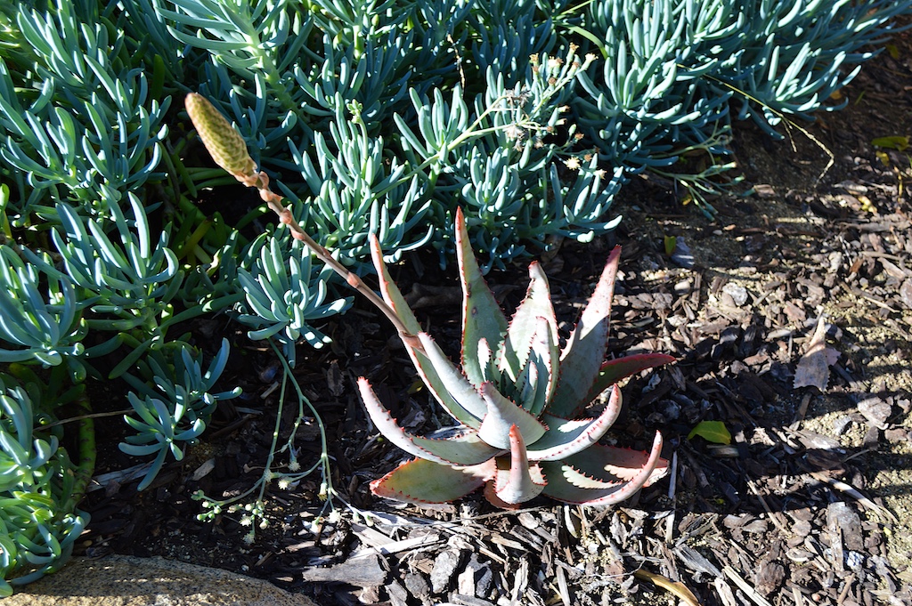 aloe-conifera-cone aloe-conifera-cone