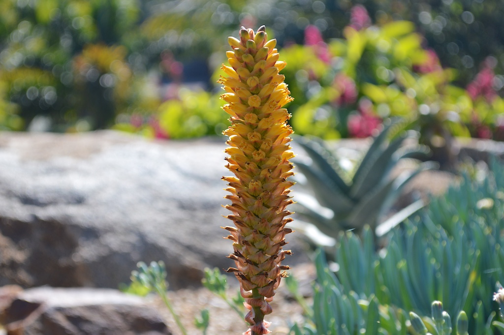 aloe-conifera-flower aloe-conifera-flower