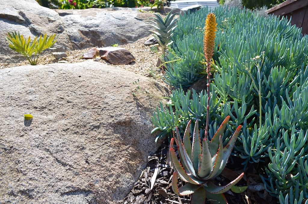 aloe-conifera aloe-conifera