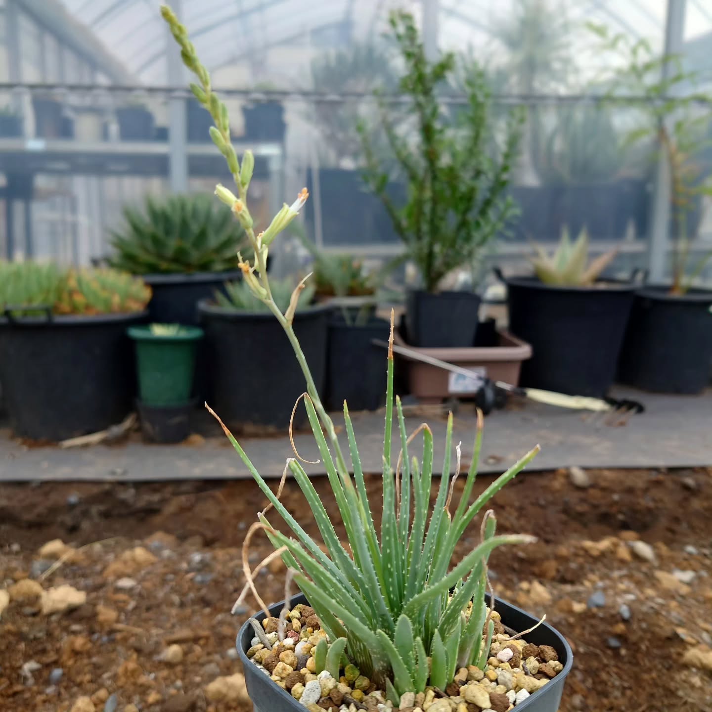 Aloe bowiea - 23h8