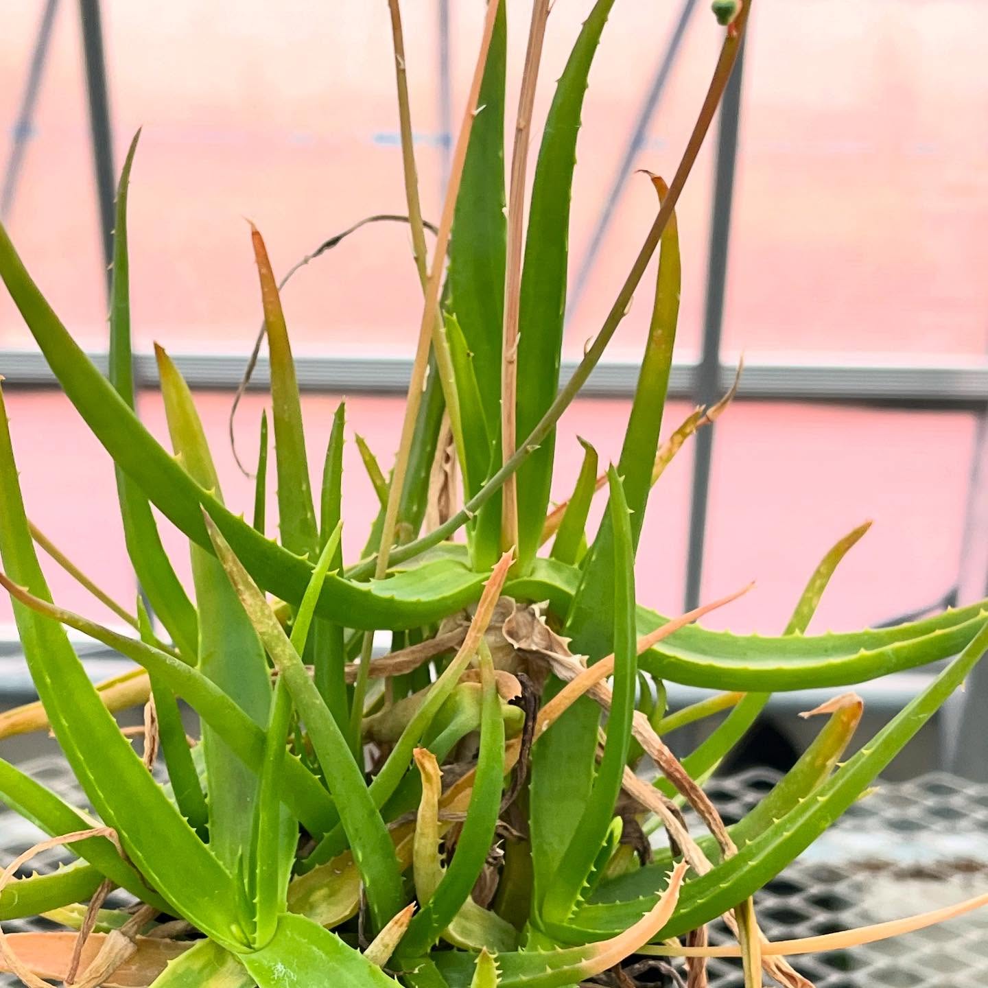 aloe vera land Aloe Vera – Liberty Landscape Supply
