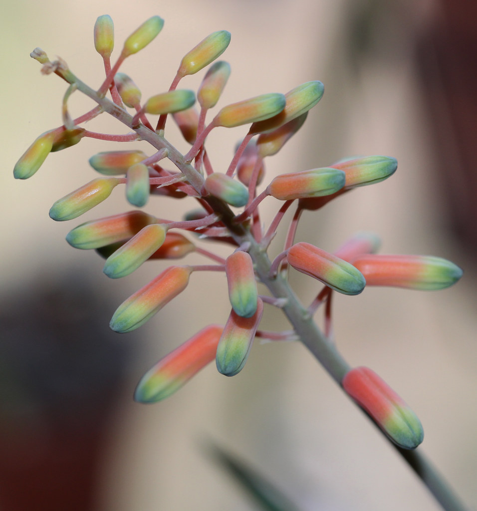 Aloe forbesii - 23h8
