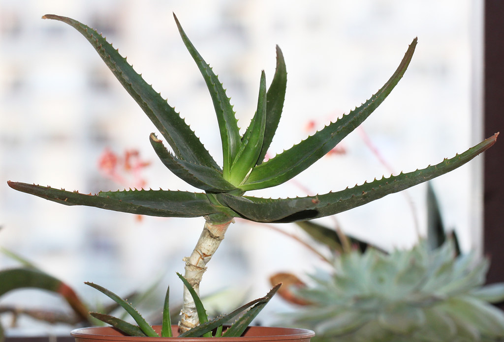 aloe vera saft mit honig Bio Aloe Vera Saft (1 Liter) mit 1.200mg Aloverose von amaiva