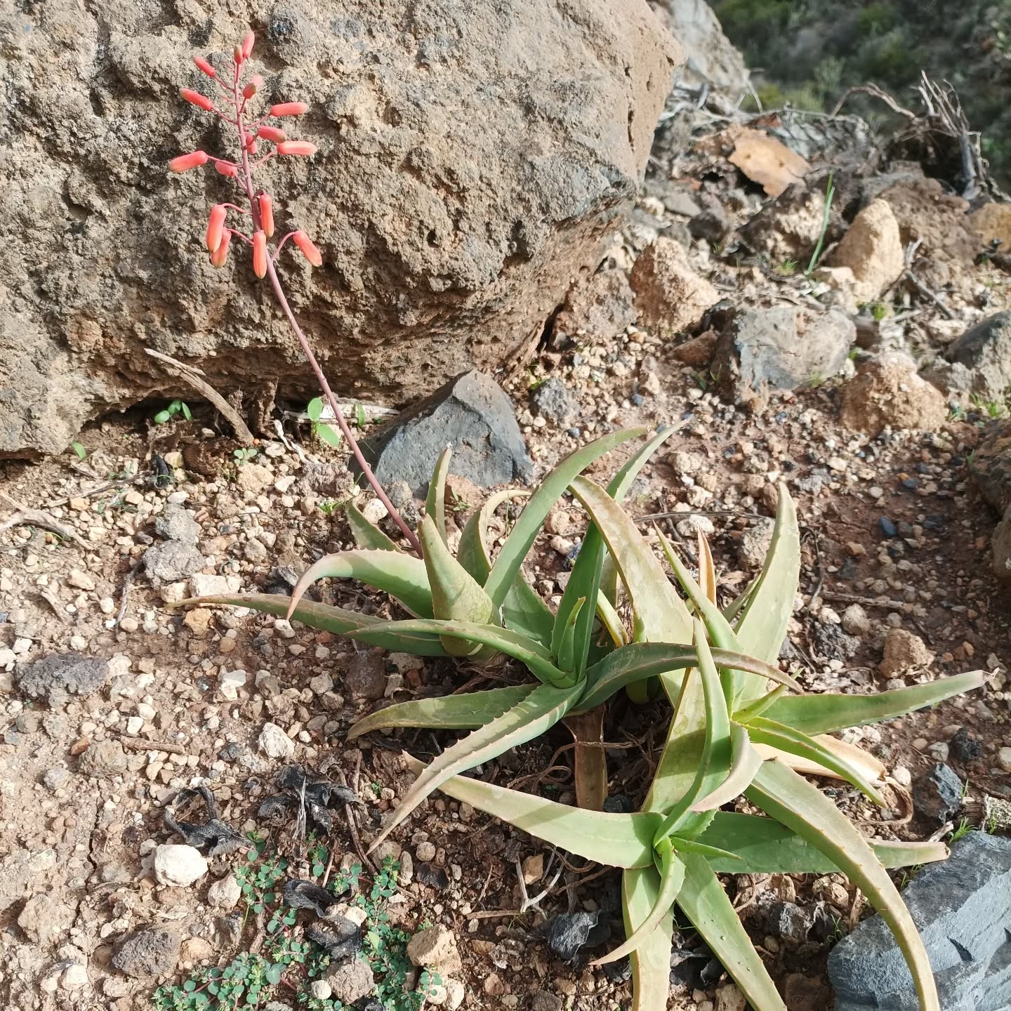 Aloe forbesii - 23h8