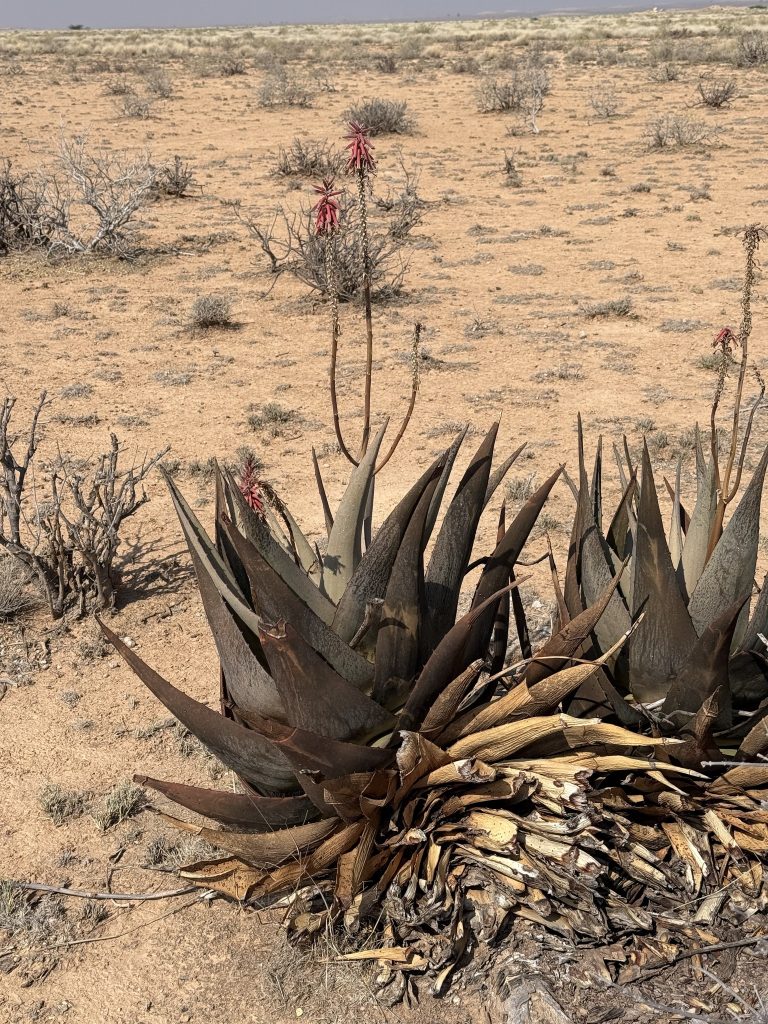 Aloe glabrescens 光叶芦荟 - 23h8 爱生活吧！