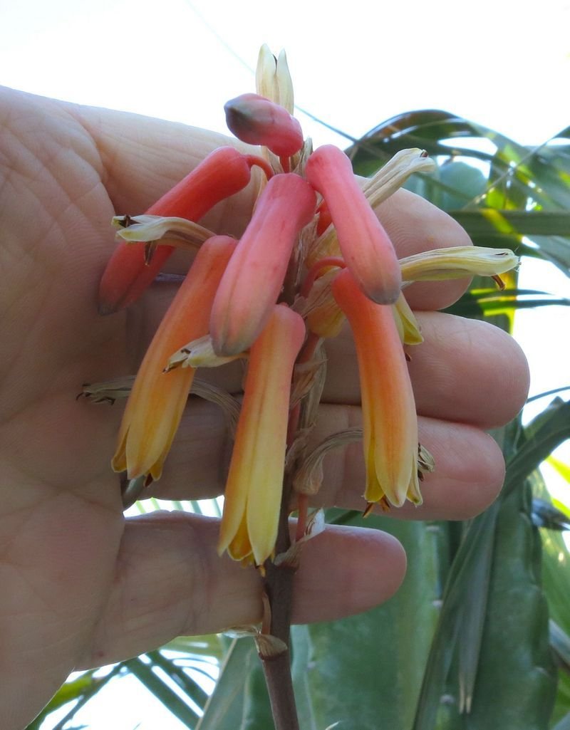 Aloe morijensis - 23h8