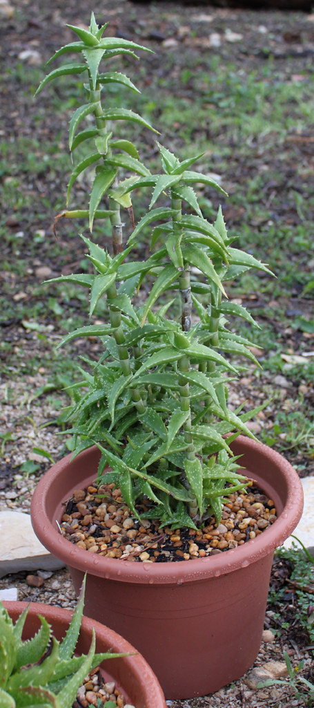 Aloe morijensis - 23h8