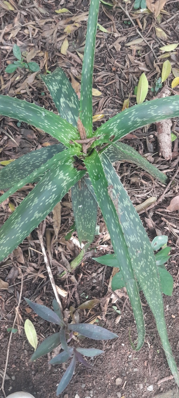 Aloe pruinosa - 23h8
