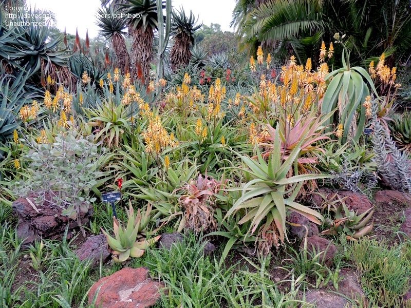 Aloe rabaiensis - 23h8