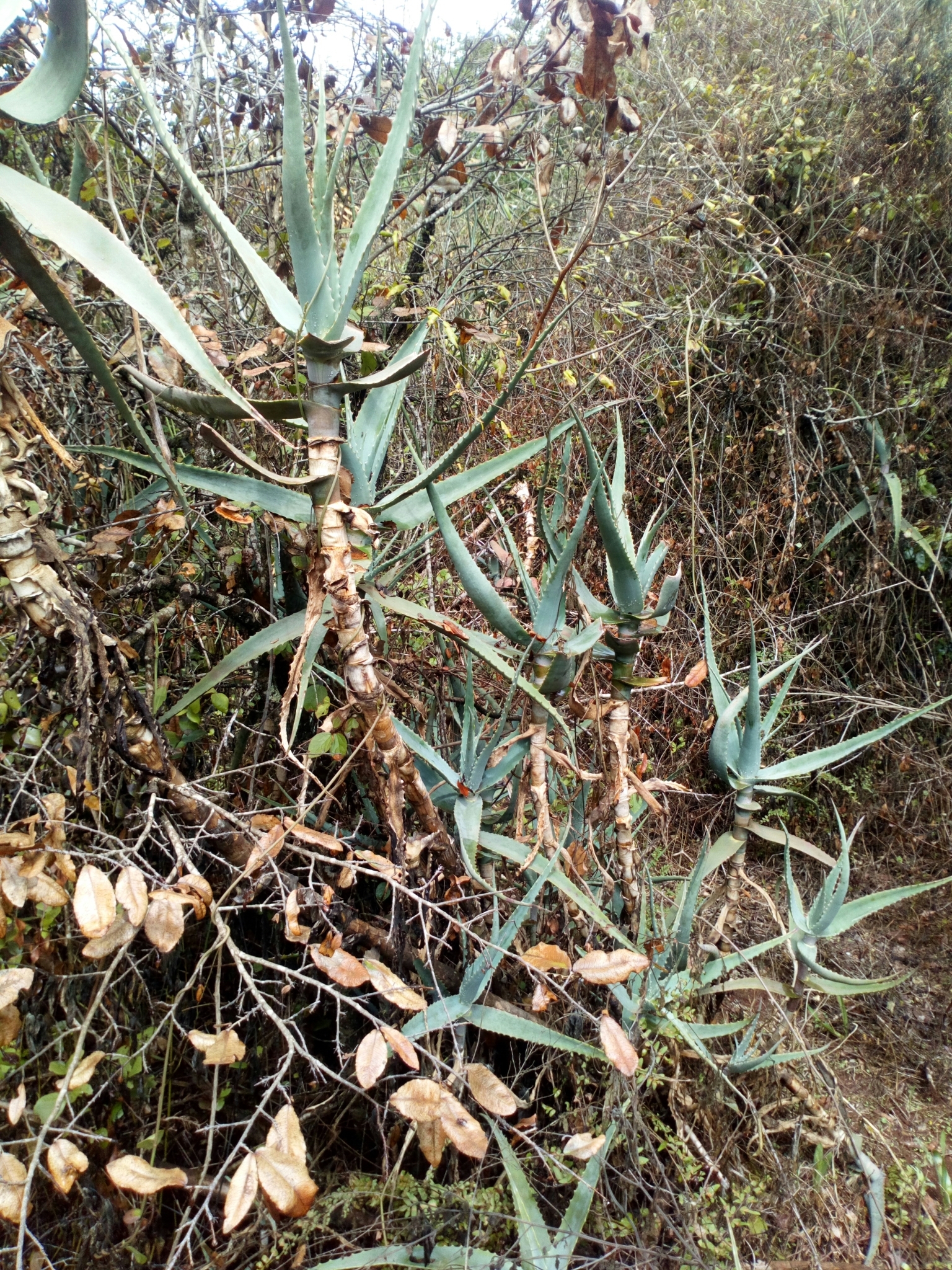 Aloe rabaiensis - 23h8