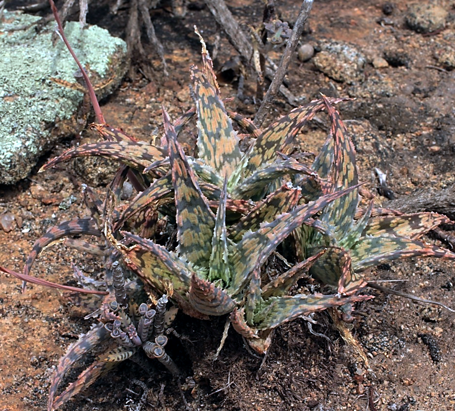 Aloe rauhii 雪花芦荟 - 23h8 爱生活吧！