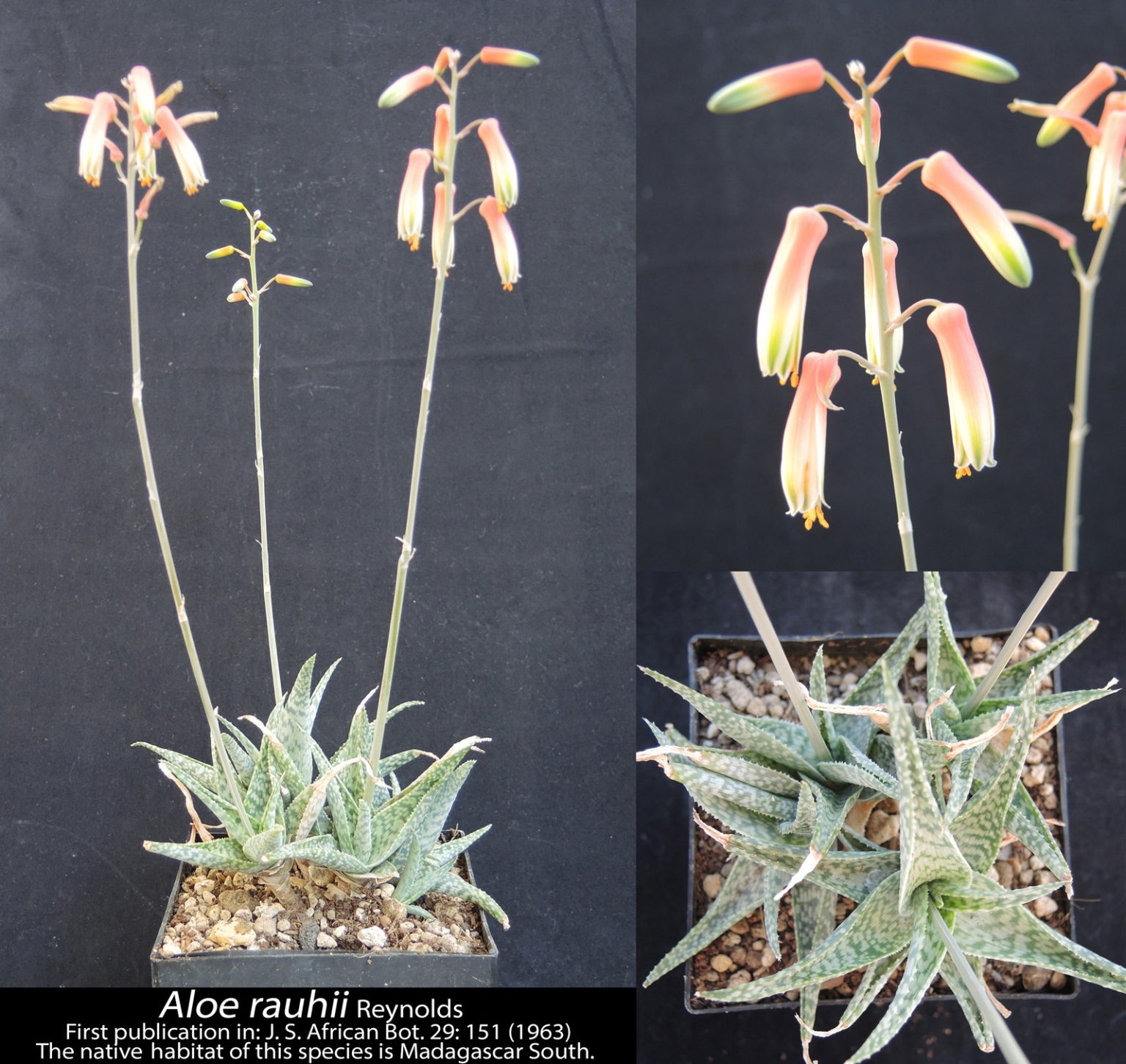 Aloe rauhii 雪花芦荟 - 23h8 爱生活吧！