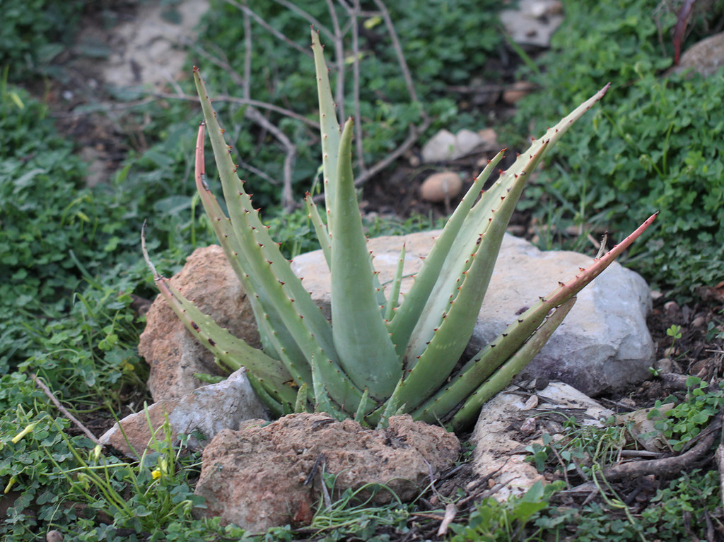 Aloe rigens硬挺芦荟 - 23h8 爱生活吧！